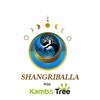 Kambo Tree & Shangriballa
